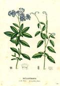 Heliotropium arborescens
